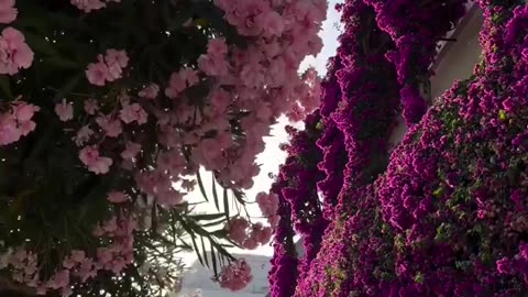 Via Camerelle, Capri, Italy