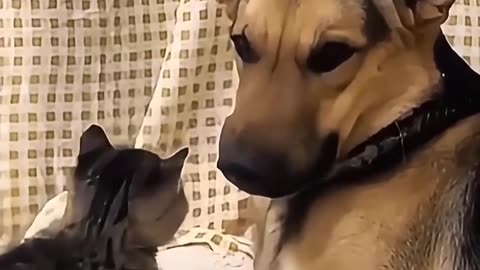 Funny video 😁#