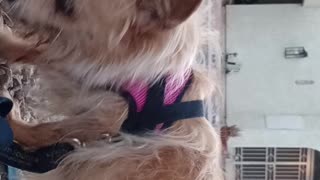 Kiko Chiquis doggie walk I put 2 leashes on Chiquis, walked her when it was lighter2025828368