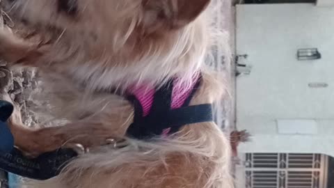 Kiko Chiquis doggie walk I put 2 leashes on Chiquis, walked her when it was lighter2025828368