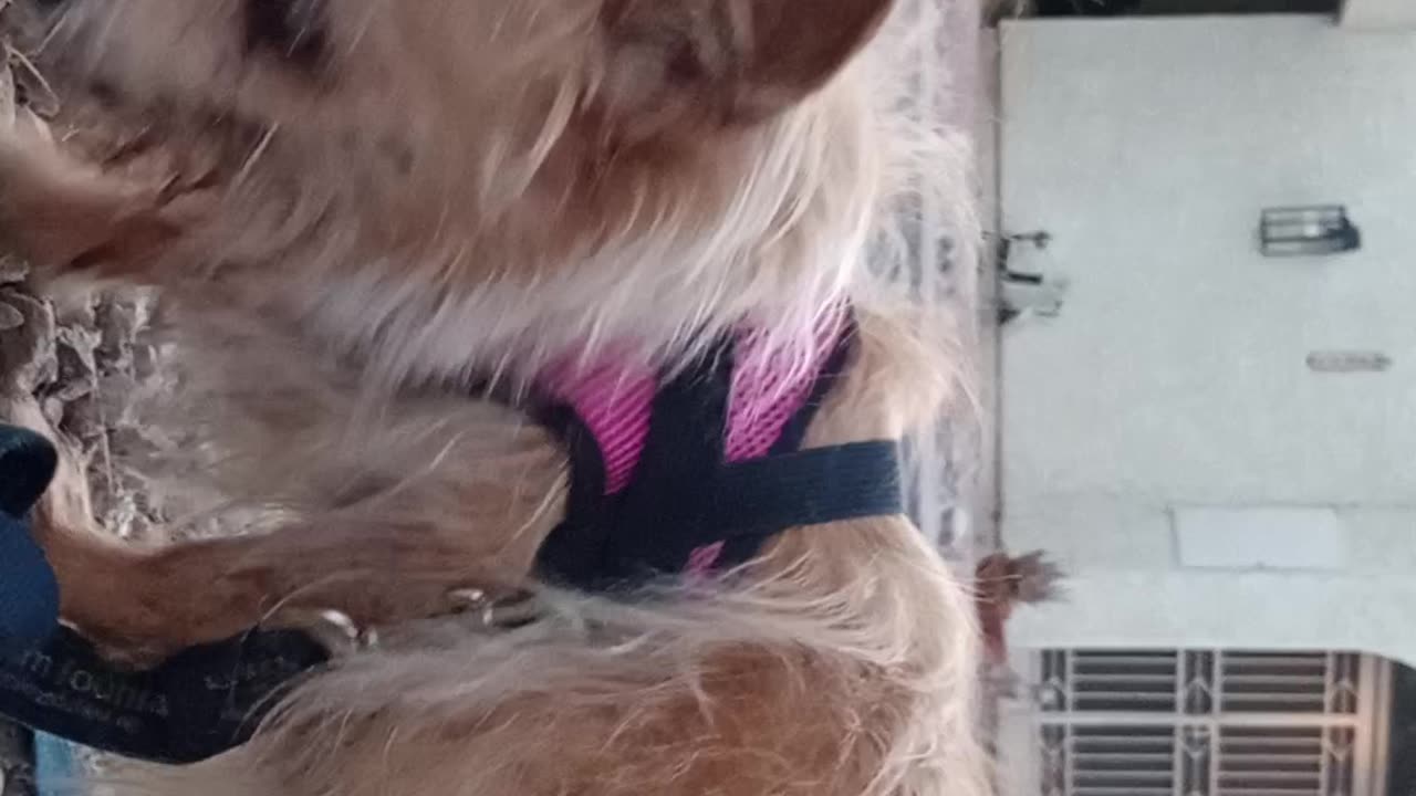 Kiko Chiquis doggie walk I put 2 leashes on Chiquis, walked her when it was lighter2025828368