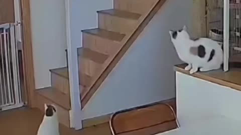 The Cutest Cat Compilation—Non-Stop Laughs! 🐱⚡