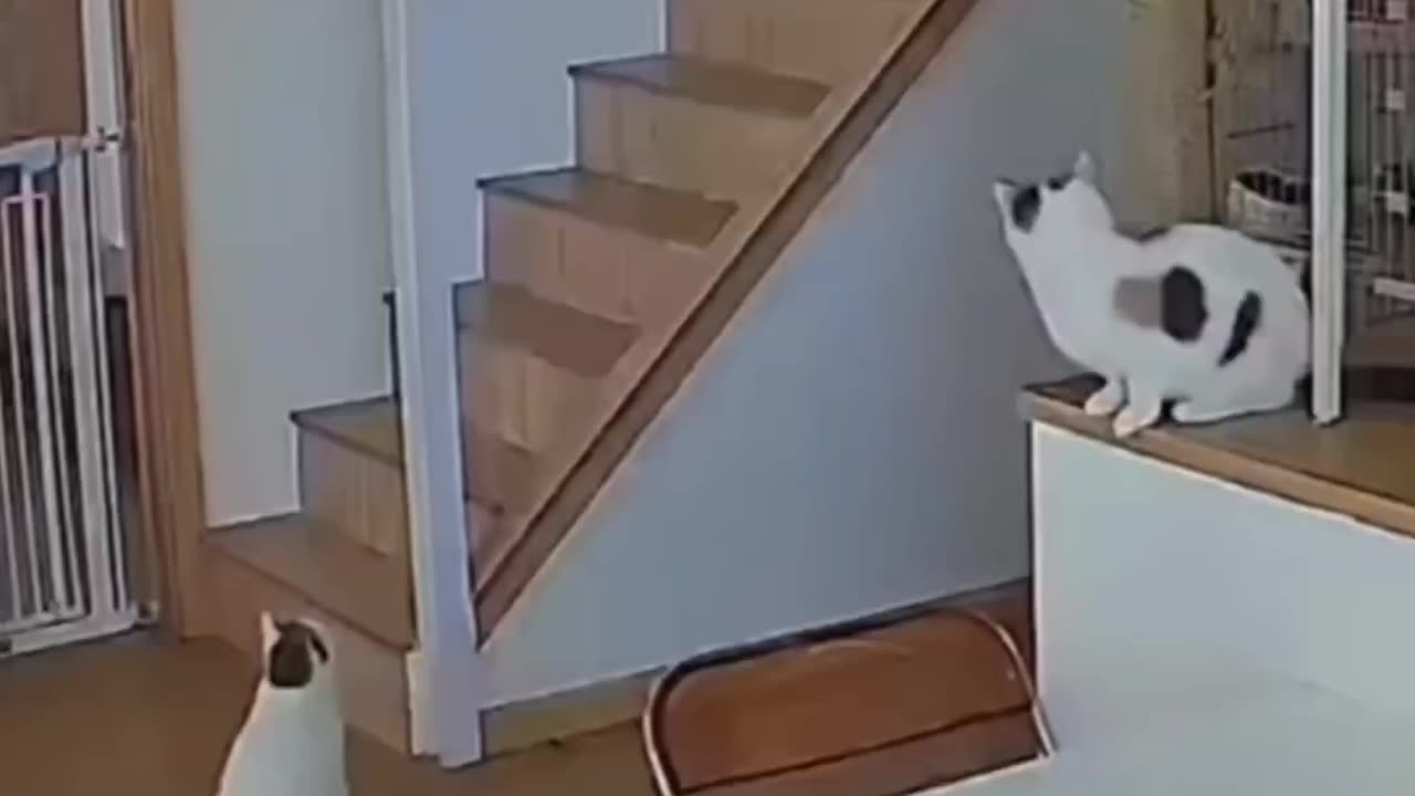 The Cutest Cat CompilationāNon-Stop Laughs! š±ā”