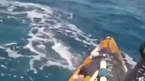 Shark Attack