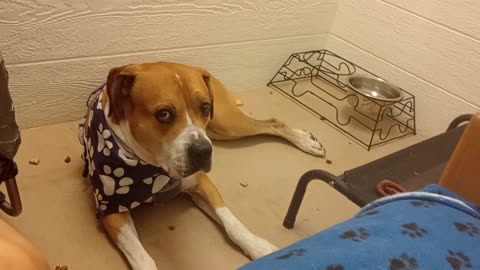 Goliath 5y A830498@TRN a foster doggie searching 4 forever home. Sore back leg no hunger20250622_171