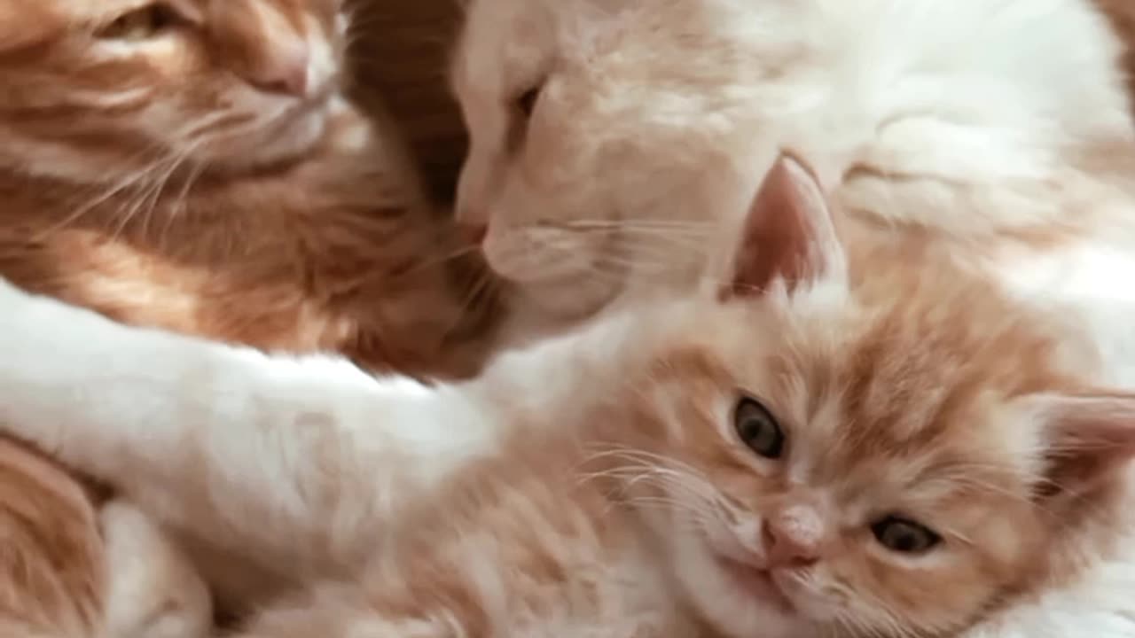 A lovely family for cat ❤️ cat♥️
