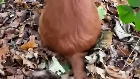 Funny dog moments 1