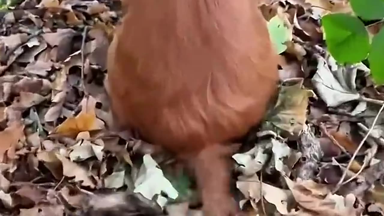 Funny dog moments 1