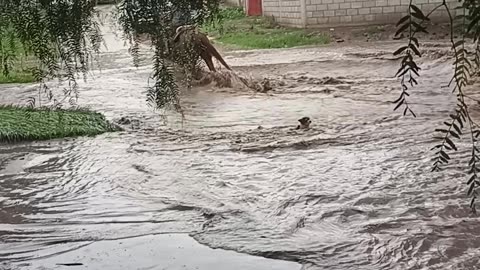 Dog Nearly Carried Away By Floodwater Currants