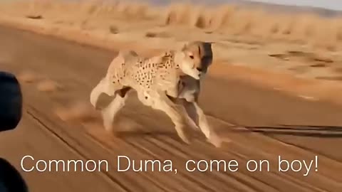 Cheetahs true speed