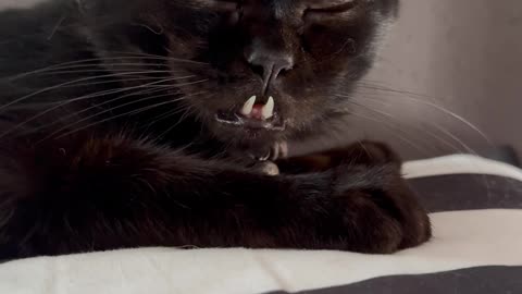 Cozy Cat Snuggled on a Pillow