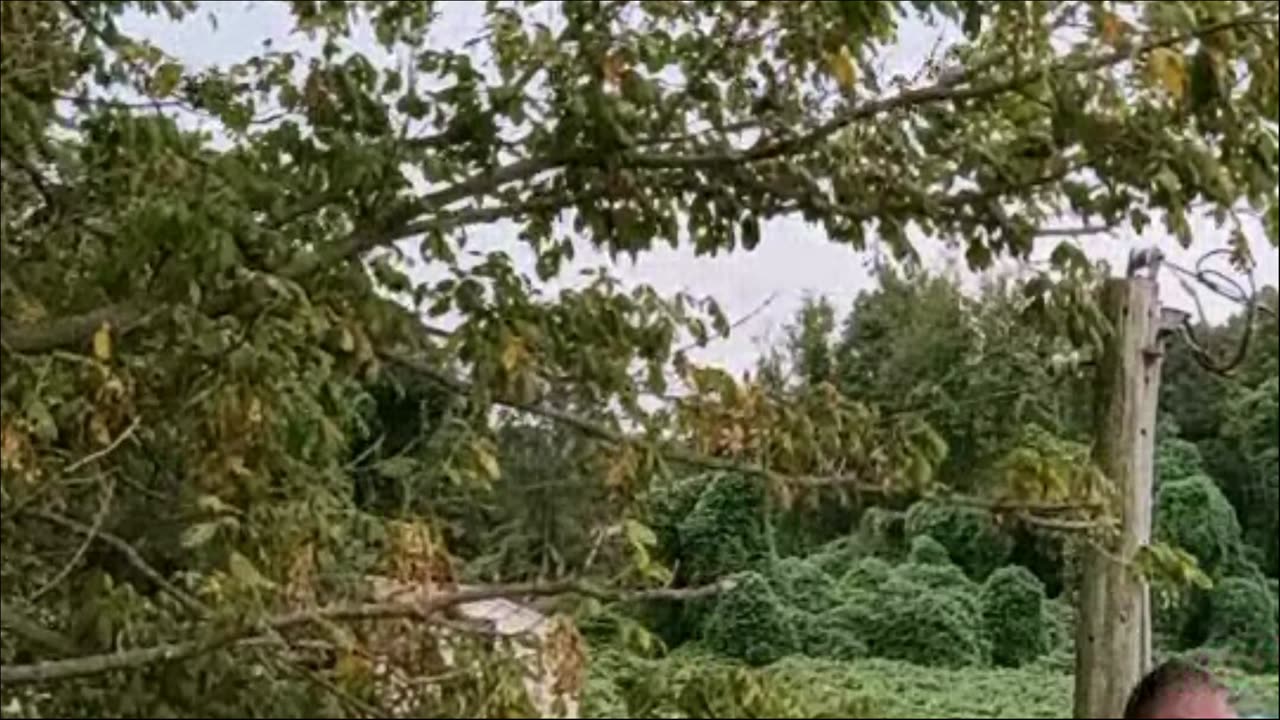 Warfare with the wasps.