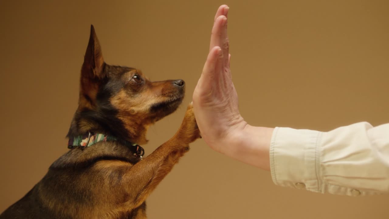 Dog, pet, puppy