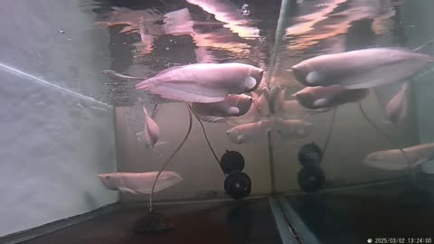 SILVER AROWANA EGANCE GRACEFUL SWIMMER IN THE AQUARIUM, PART. 5