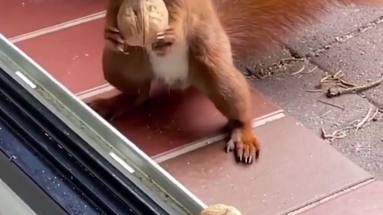 Try Not to Laugh 😆 Funniest Fail Videos Ever