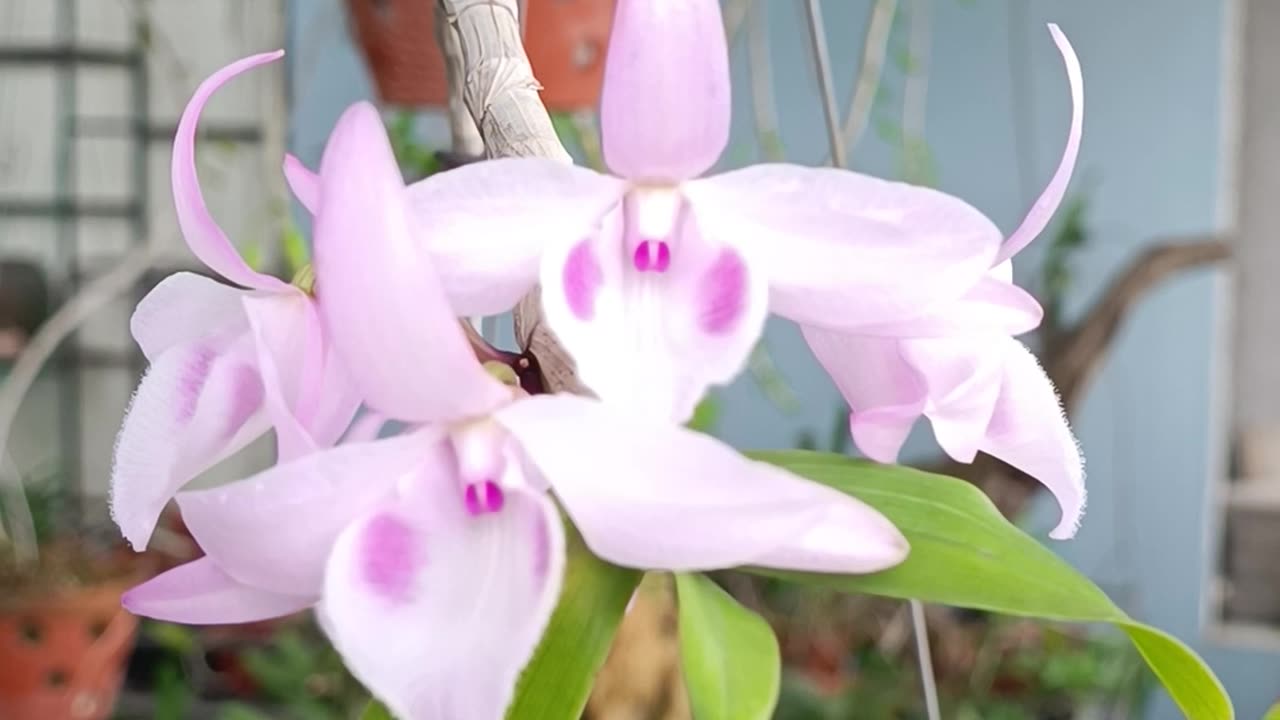 Giả trí