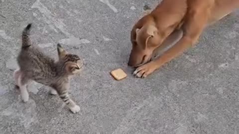 Dog Vs cat video