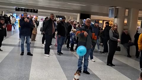 Little Dog Plays Balloon At Airport