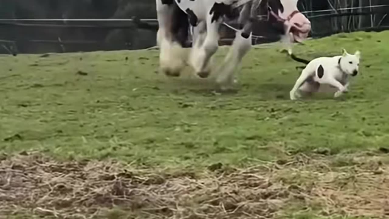 😂 Hilarious Funny Moments Caught on Camera | Try Not to Laugh Compilation 2025 😂