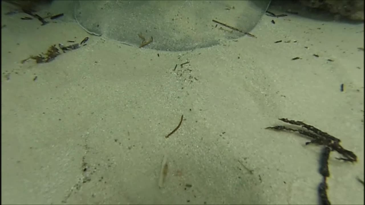 Stingray Close Up