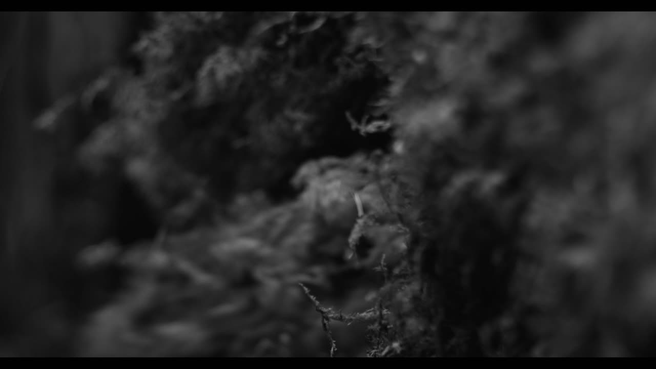 ABBATH - Harvest Pyre (Official Music Video)