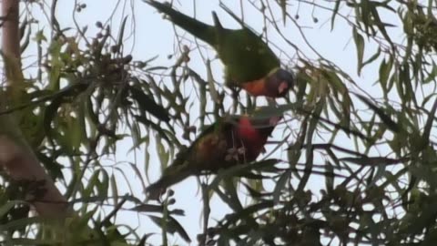 Fighting Lorikeets 7