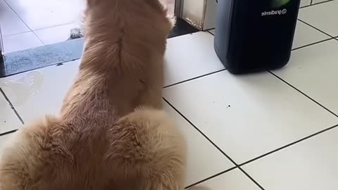 Cats make the day better"