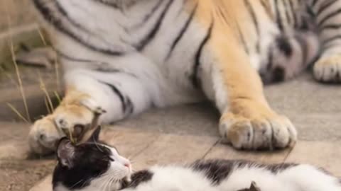 The actions of a father tiger tired of parenting