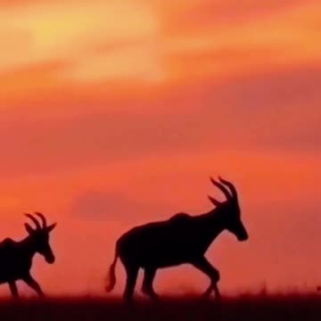 Silhouettes on the Horizon 🌅✨ | Sounds of Nature