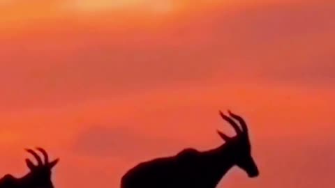 Silhouettes on the Horizon 🌅✨ | Sounds of Nature