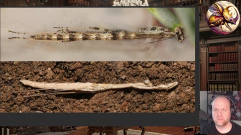 New Iranian Mantis Species And The Problem Of Documenting Species