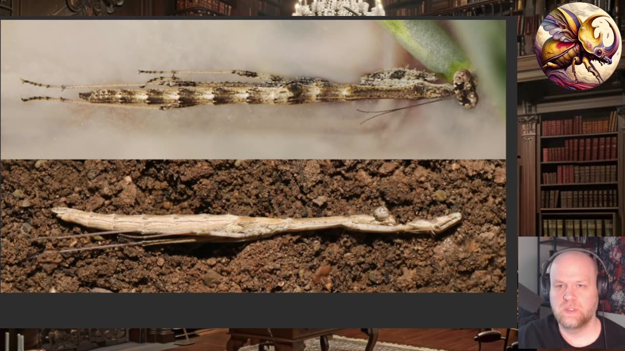 New Iranian Mantis Species And The Problem Of Documenting Species