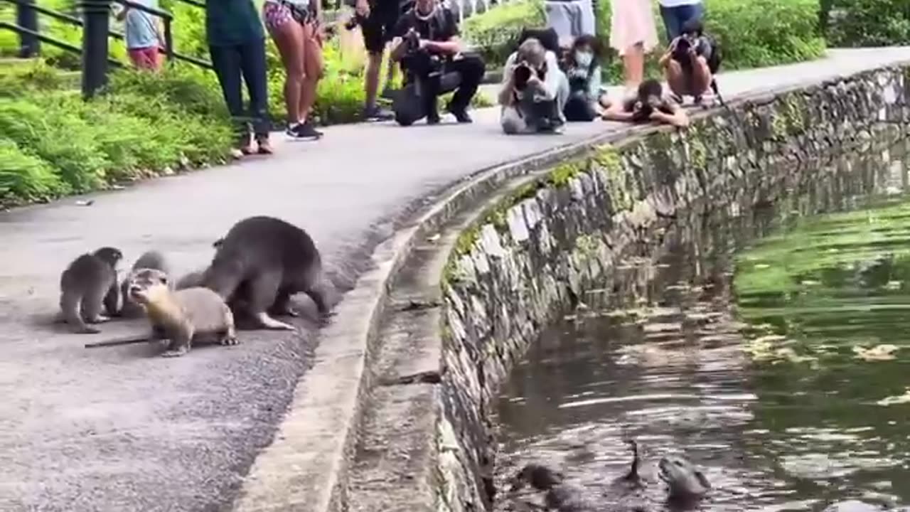 Otter Pups in Singapore botanic gardens get swimming lessons