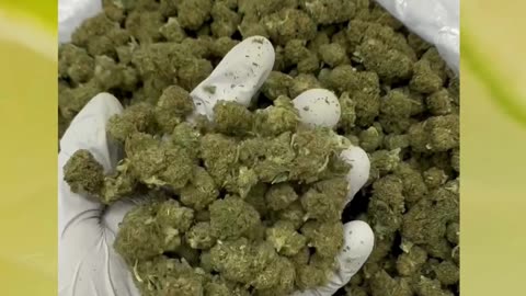 Sourz Lime THCa Flower | 29% AAA Indoor Hemp | Bulk & White Label Available
