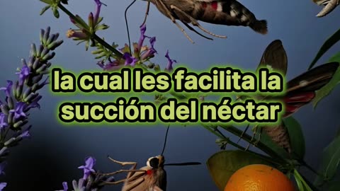 Las polillas transmiten enfermedades?