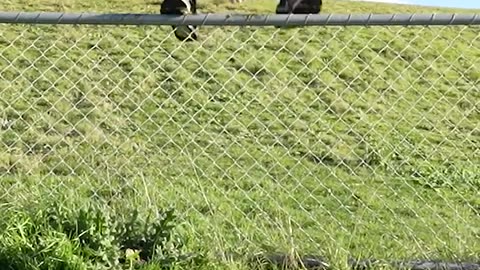 How Animals Get Over a Fence (With Emojis) 😂