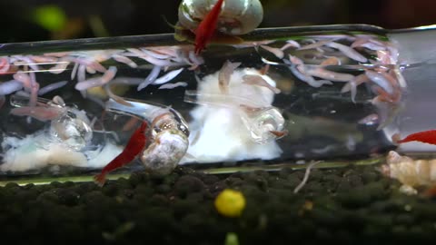 I did THIS and caught 150 Planaria in my aquarium!