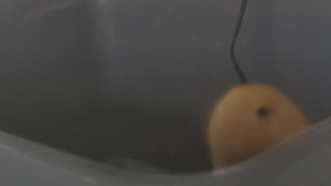 The best alarm clock
