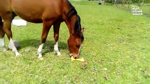 “Funny Animal Fails Compilation — Laugh Your Tail Off!”