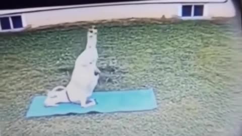 🤣🐐 You Won't Believe Why This GOAT is the Real MVP! | FunFM