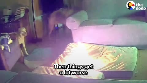 The Dodo - Dog Accidentally Starts House Fire While Owners Aren't Home _ The Dodo