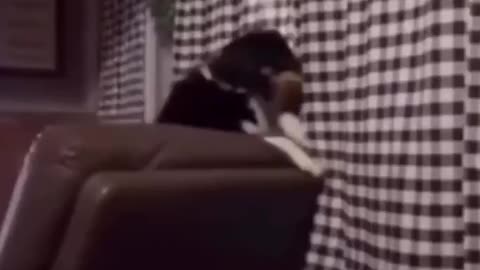 Nosey