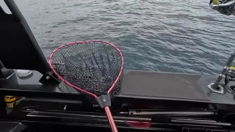 How We Caught a Mackerel on a BAIT JIG! Totally Unexpected (4)