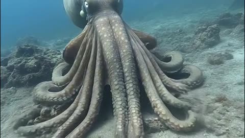 Scuba divers captured thrilling footage of an octopus swimming near the of around 30s