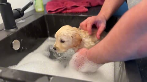 Golden puppy loves being washed by his human daddy 🥰😌