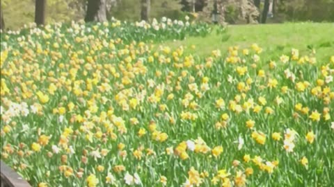 Daffodil flowers.