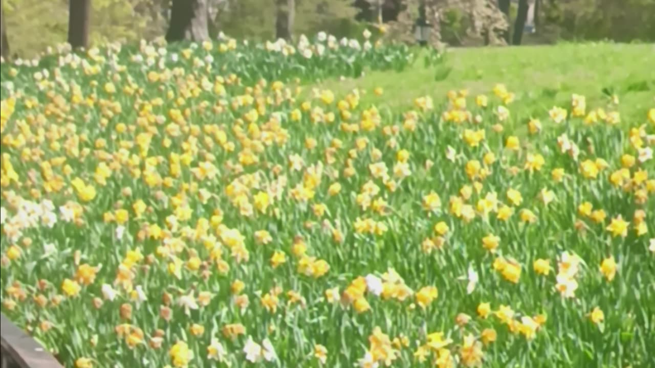Daffodil flowers.