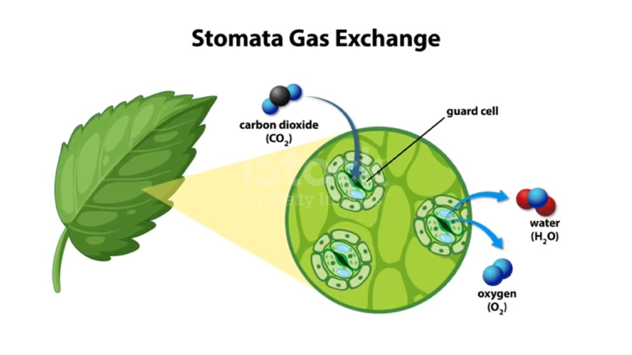 Stomach Gas exchange
