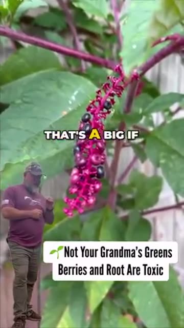 12 Toxic Plants That Could Ruin Your Day… or End It？