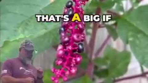 12 Toxic Plants That Could Ruin Your Day… or End It？